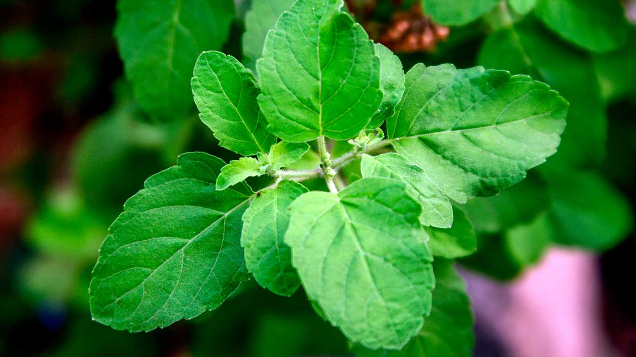 Product: Tulsi (Holy Basil)